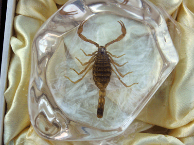 Genuine Scorpion Paperweight/Display in Clear Lucite, Adams ...